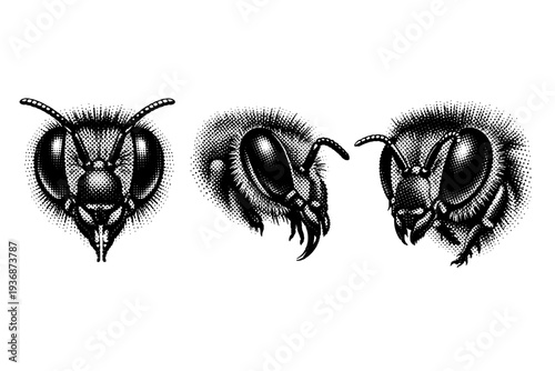 Western honey bee head study A realistic western honey bee head represented as one object in three views: frontal head view, side profile head view, and angled