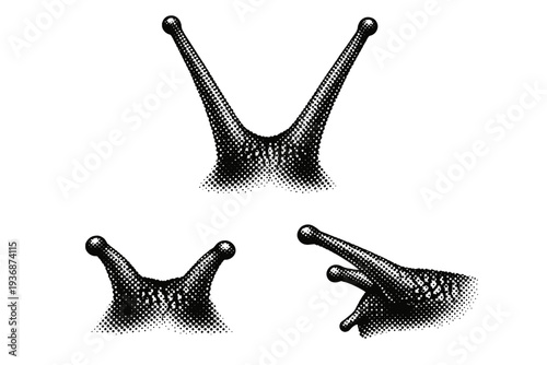 Garden snail tentacles, pair of snail tentacles shown fully extended, partially retracted, and side profile views with realistic form. Black and white dot