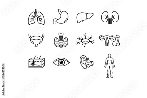 Organ Systems Overview. Line icon set of Organ Systems Overview: respiratory lungs, digestive stomach, liver organ, kidney pair, urinary bladder, endocrine