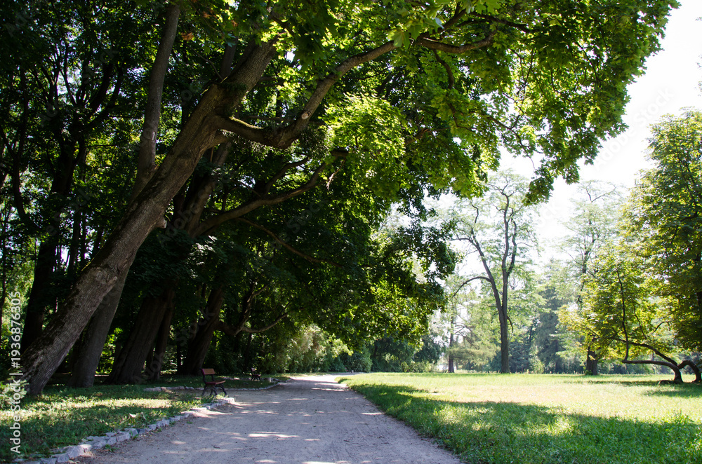Fototapeta premium Peaceful wooden bench in a sunlit green park surrounded by tall trees, soft morning light filtering through the leaves, tranquil natural landscape, serene outdoor scene perfect for relaxation 