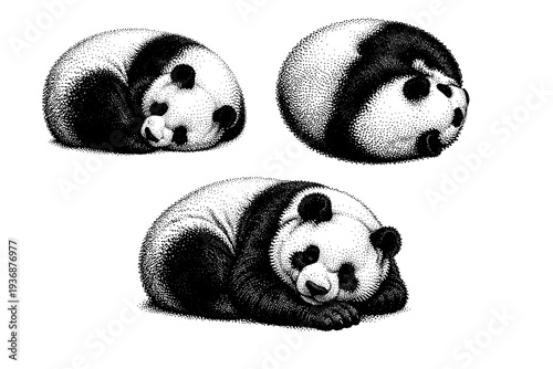 Giant panda curled resting pose, one giant panda illustrated in three views including curled side view, top-down view, and relaxed three-quarter angle with