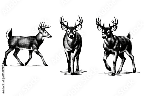 White tailed deer walking posture, one white tailed deer represented in three views including walking side view, frontal walking view, and three-quarter angle