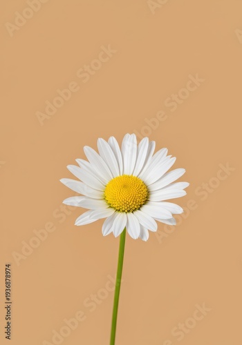 An isolated, beautiful daisy flower blooming with pure white petals, set against a neat, smooth, bright, warm pastel colored background, smooth, delicate, clean