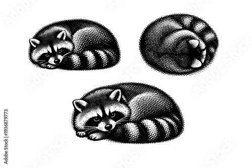 Raccoon curled resting pose, one raccoon illustrated in three views including curled side view, top-down view, and relaxed three-quarter angle with natural