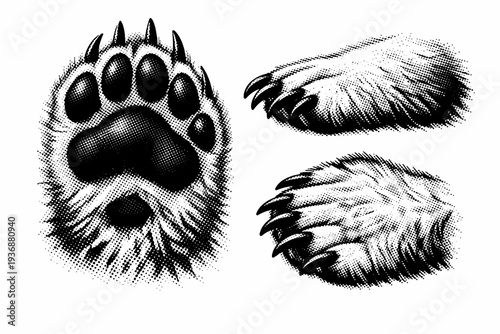 Polar bear paw A large polar bear paw with thick pads, claws, and dense fur transitions, presented in three positions to show scale and structure. Black and