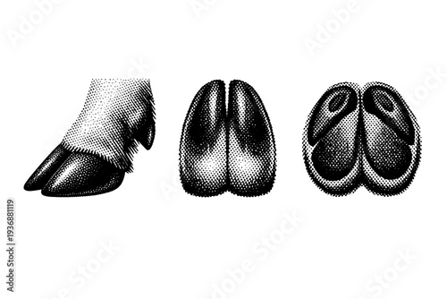White tailed deer hoof anatomy, one white tailed deer hoof presented in three views including side view, front view, and underside view with correct cloven