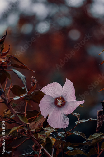 Pink hibiscus flower on dark moody autumn foliage background