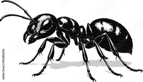 Ant Black Clip art
