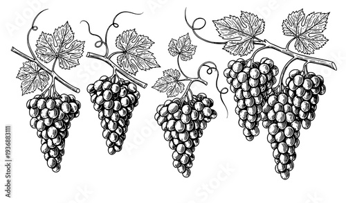 Vintage Botanical Grapes with Leaves and Vines Vector Illustration