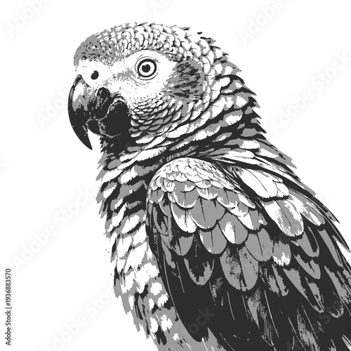 Parrot Clip art