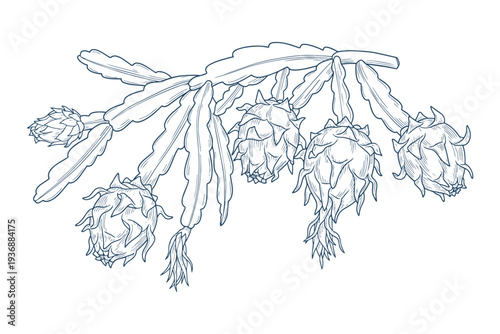 Vector illustration of dragon fruits hanging on branch with thorny leaves