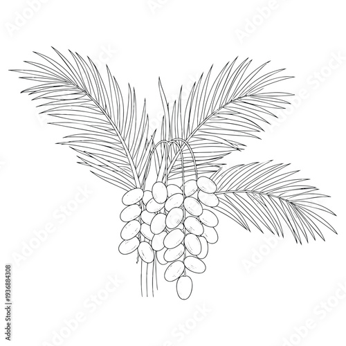 Date palm branch with ripe fruits vector illustration isolated on transparent background outline
