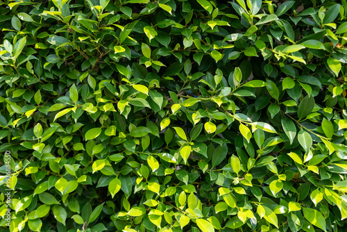 Lush Green Leaf Hedge Natural Background Texture