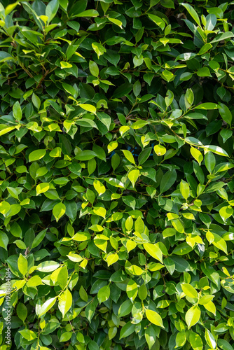 Lush Green Leaf Hedge Natural Background Texture