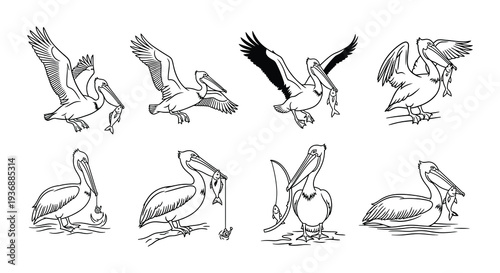 Line art illustration displaying various pelican poses and behaviors