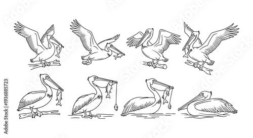 Line art illustration displaying various pelican poses and behaviors