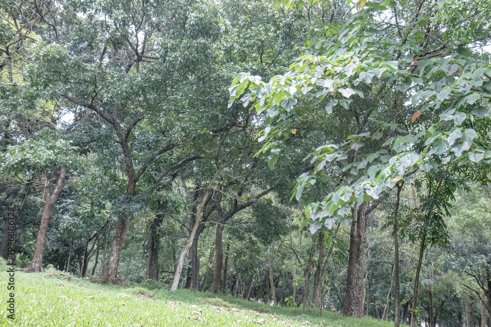 Fototapeta premium Walking trail through green forest with sunlight shining. Bright path through forest with vibrant green foliage. Outdoor trail in lush forest with sunlight illuminating trees. 