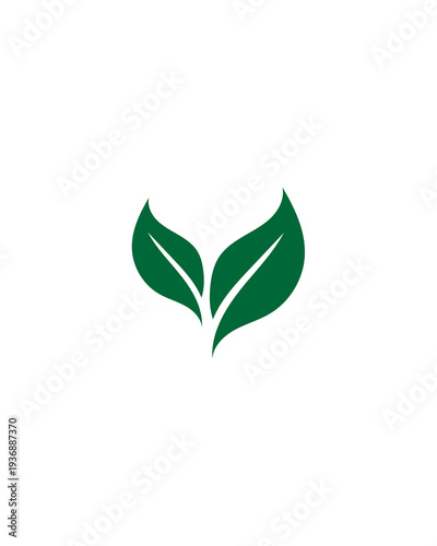 green leaf isolated on white background