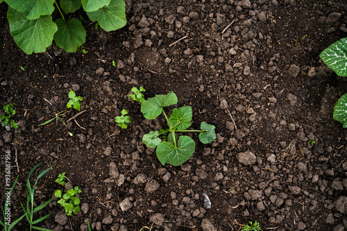 Growing pumpkin plant on rich dark soil, surrounded by small green sprouts, symbolizing new beginning, organic gardening, sustainable agriculture, and ecological development