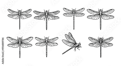 Detailed black and white illustration of multiple dragonfly species