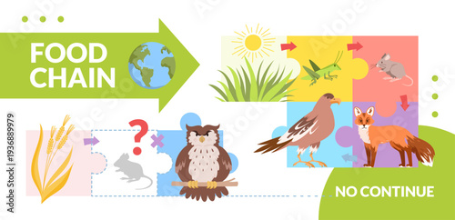 Educational food chain diagram showing plants, insects, rodents, owl, hawk, and fox with arrows indicating predator-prey relationships, designed for biology learning vector illustration