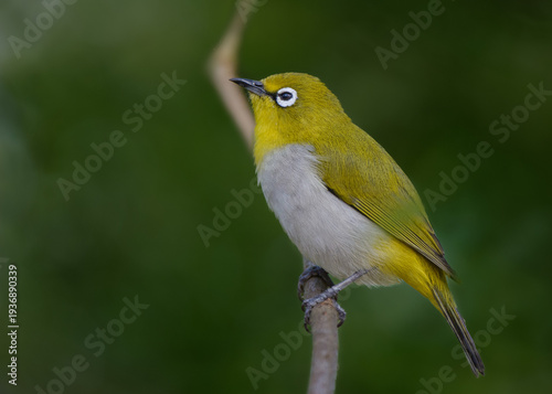 Indian White-eye (Oriental White-eye)