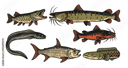 Collection of vintage fish illustrations with detailed features