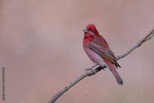 Common Rosefinch