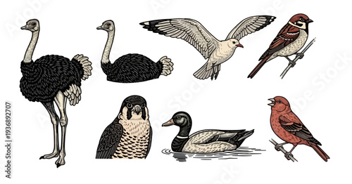 Collection of Various Bird Illustrations in Detailed Vector Art