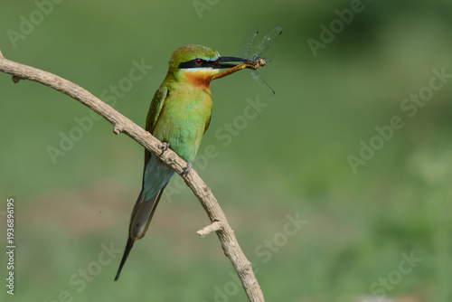 Blue-tailed bee-eater