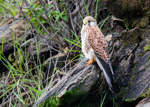 Eurasian kestrel