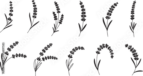 A collection of lavender sprigs are illustrated in black silhouette against a white background. The lavender displays various stages of bloom, from budding to fully open flowers.