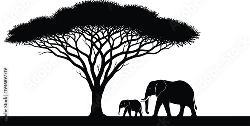 African safari sunset silhouette featuring wild elephants walking under acacia tree for nature travel conservation and savanna landscape vector design.