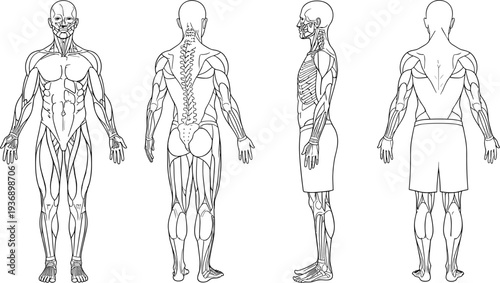 Human muscular system anatomy illustration showing front, back and side views of male body muscles, detailed medical study diagram isolated on white background