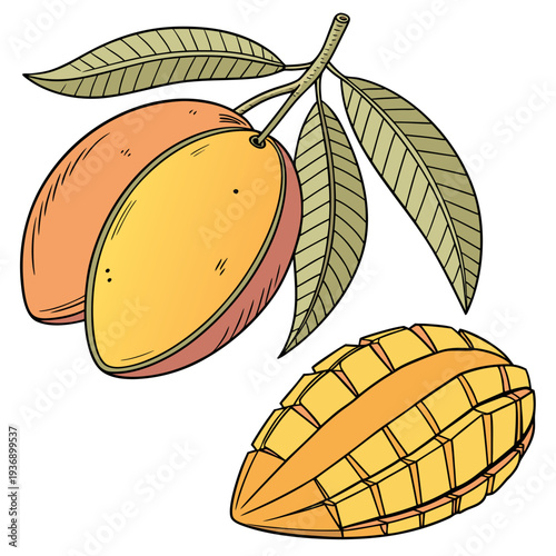 Of two whole mangoes with leaves and peel fruit mango peel