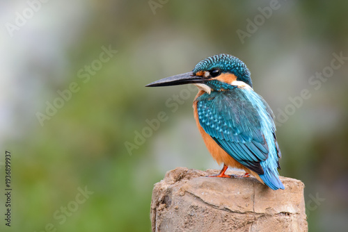 Common Kingfisher (Small Blue Kingfisher)