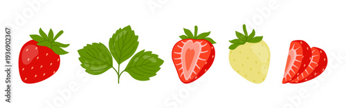 Strawberries with green leaves, whole and sliced ​​berries on white background. Collection of healthy fresh fruits. Flat vector illustration.