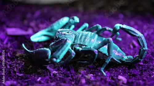 inematic 4K extreme close-up video of a wild scorpion exhibiting striking cyan fluorescence under ultraviolet light in the dark. Detailed macro nature videography showcasing the arachnid's glowing exo