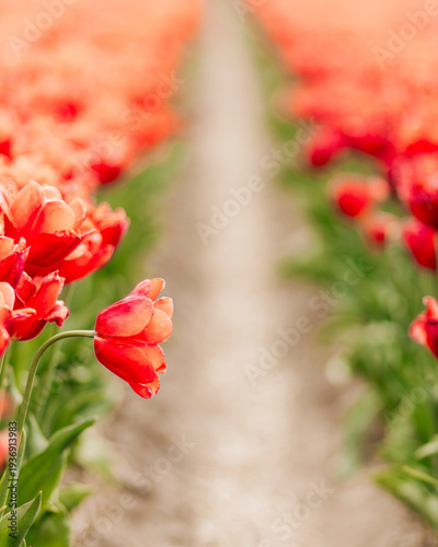 Red tulips by a path between flower rows with shallow depth of field. Spring tulip field background with copy space