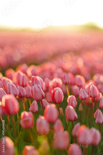 Blooming pink tulips at golden hour with soft bokeh and large copy space. Spring flower field at sunset