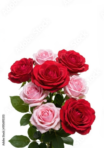 Vibrant red and pink roses clustered together, isolated against a bright, pure white studio background, emphasizing floral beauty and delicate petals, pink, clean, vibrant