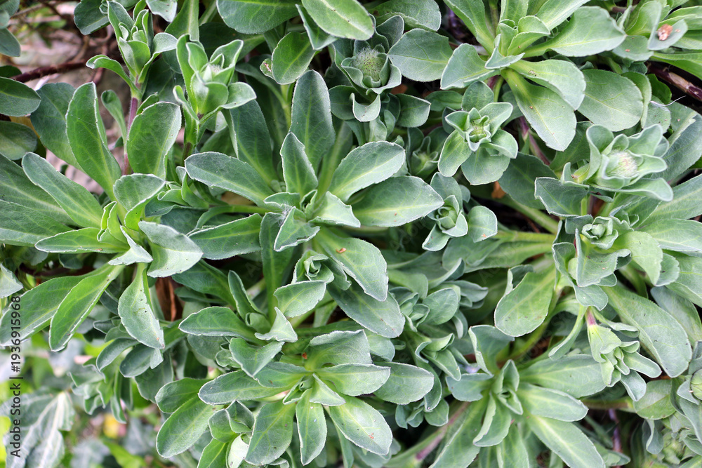 Obraz premium Lush Green Garden Plant Foliage Background, Close up of Succulent Leaves in Nature