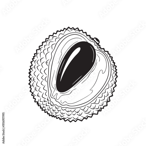 Lychee half cut showing seed and white flesh spiky rind isolated on white background simple line art outline vector illustration exotic tropical fruit