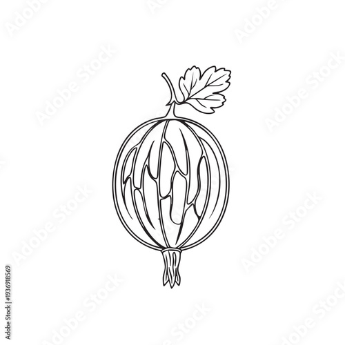 Gooseberry with leaf and stem, detailed black and white line art, round berry with segments, healthy fruit, ingredient for jams and desserts, nature drawing