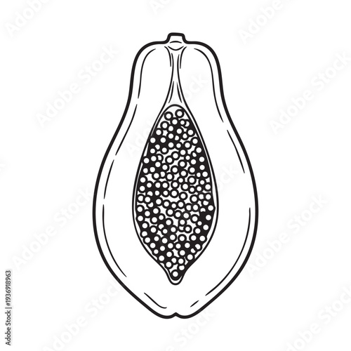 Papaya sliced in half revealing seeds and flesh black and white line art illustration, tropical fruit cut in two for healthy eating and fresh juice ingredient isolated on white