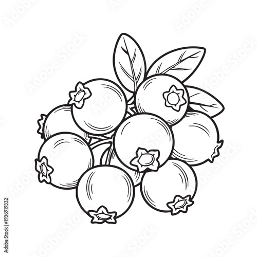 Blueberry bunch illustration, healthy food, natural organic, sweet refreshment, detailed line art, isolated on white background, summer vibes, deliciousness, small berries with leaves