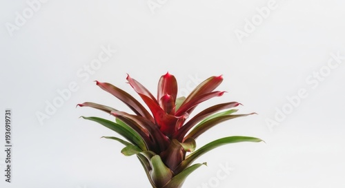 Red bromeliad plant with green leaves against a bright white background