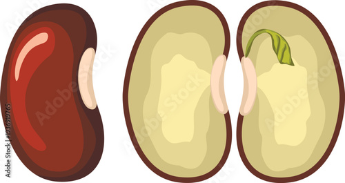 Beans or other legumes in cross section, grain anatomy, biological illustration, botany for kids