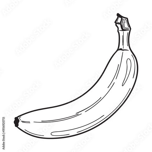 Single ripe banana with curved shape and slight bend showing stem end and blossom end. Fresh yellow fruit illustration for healthy diet and organic food.