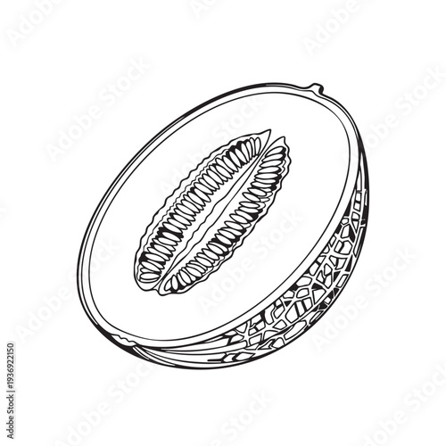 Detailed black and white sketch of a cantaloupe melon cut in half revealing seeds and fibrous center texture on rind clearly visible in hand drawn style
